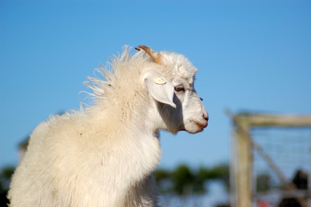 cashmere goat standing outside
