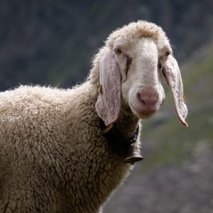 sheep with wool fleece still intact