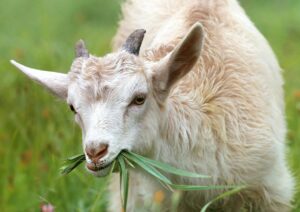 Goat chewing on grass in a field